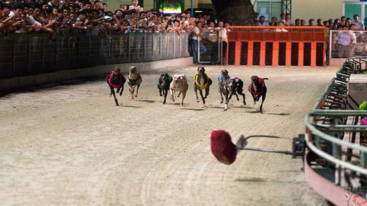 Xem đua Chó tại Trường Đua Lam Sơn – Vũng Tàu