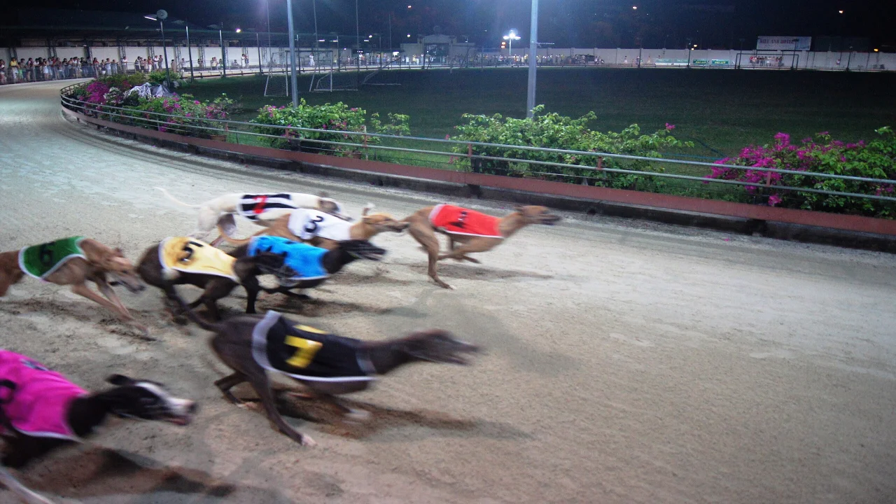 Đua chó Vũng Tàu